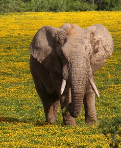 African Elephants 013