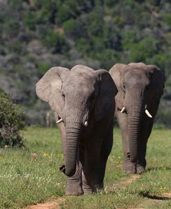 African Elephants 015