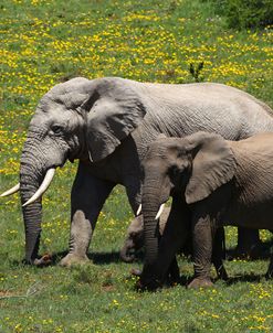 African Elephants 016