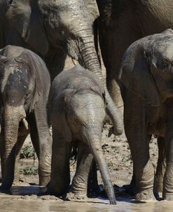African Elephants 027