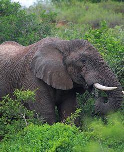African Elephants 028