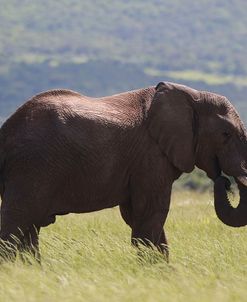 African Elephants 029