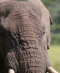 African Elephants 030