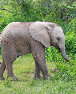 African Elephants 031