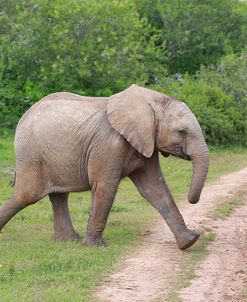 African Elephants 032