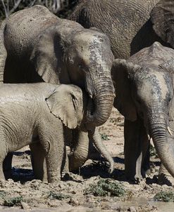 African Elephants 023