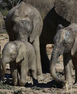 African Elephants 025