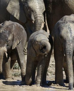 African Elephants 026