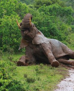 African Elephants 037