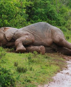 African Elephants 038