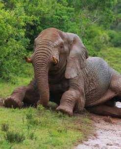 African Elephants 039