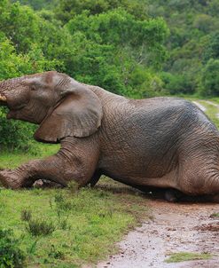 African Elephants 040