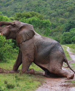 African Elephants 041