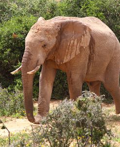 African Elephants 042
