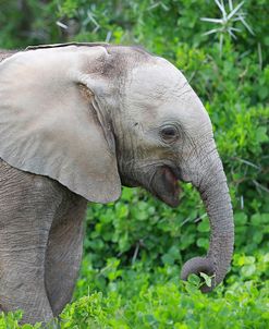 African Elephants 033