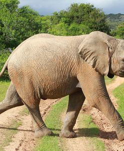African Elephants 034