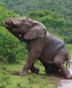 African Elephants 035