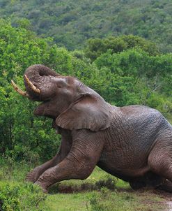 African Elephants 036