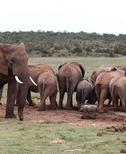 African Elephants 047