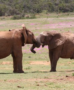 African Elephants 048