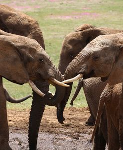 African Elephants 049