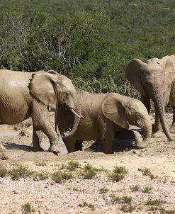 African Elephants 050