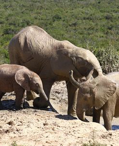 African Elephants 051