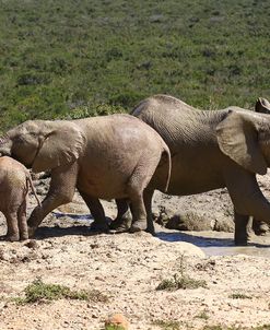 African Elephants 052