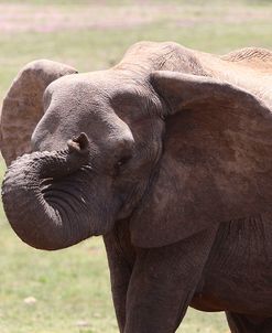 African Elephants 043