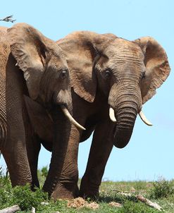 African Elephants 044