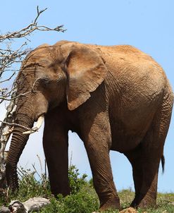 African Elephants 045