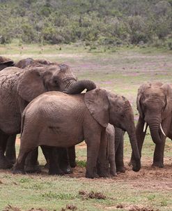 African Elephants 046