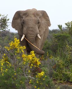 African Elephants 057