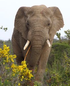 African Elephants 058