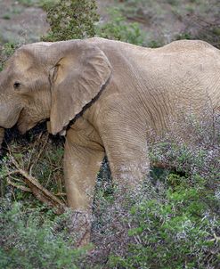 African Elephants 059