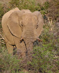 African Elephants 060