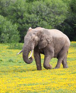 African Elephants 061