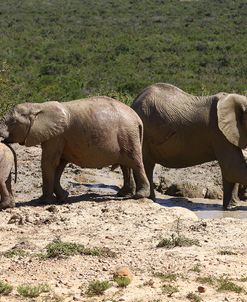African Elephants 053