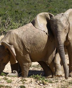 African Elephants 054