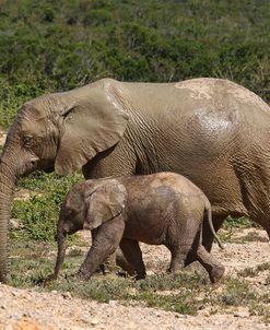African Elephants 055
