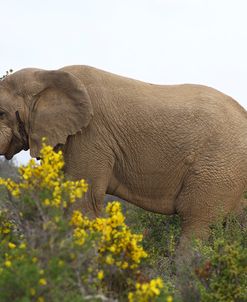 African Elephants 056