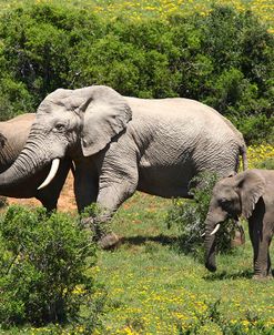 African Elephants 067