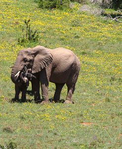 African Elephants 068