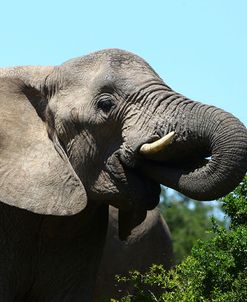 African Elephants 069