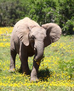 African Elephants 070