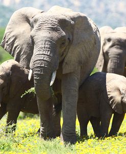 African Elephants 071