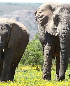 African Elephants 072