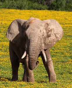African Elephants 063