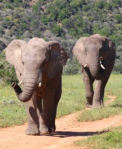 African Elephants 064
