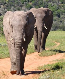African Elephants 065